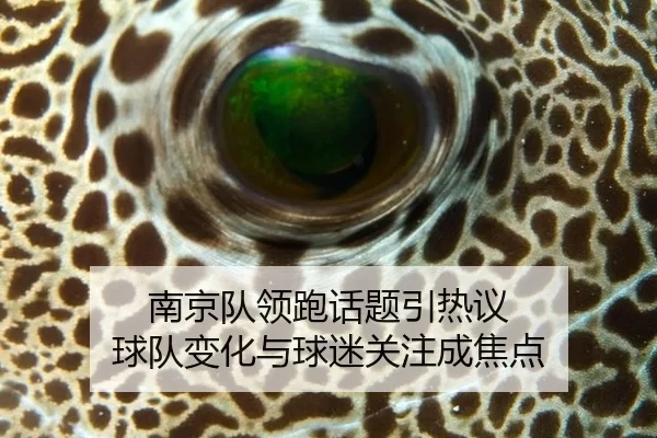 南京队领跑话题引热议 球队变化与球迷关注成焦点